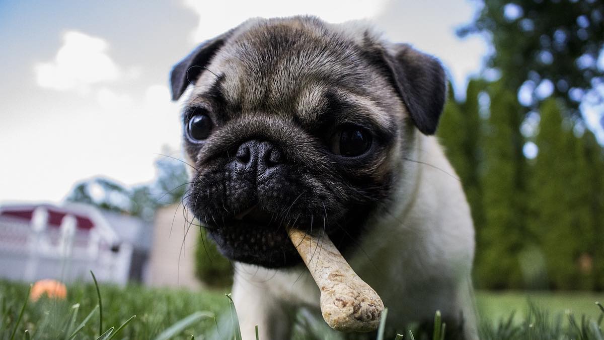 Come funziona la dieta BARF per cani