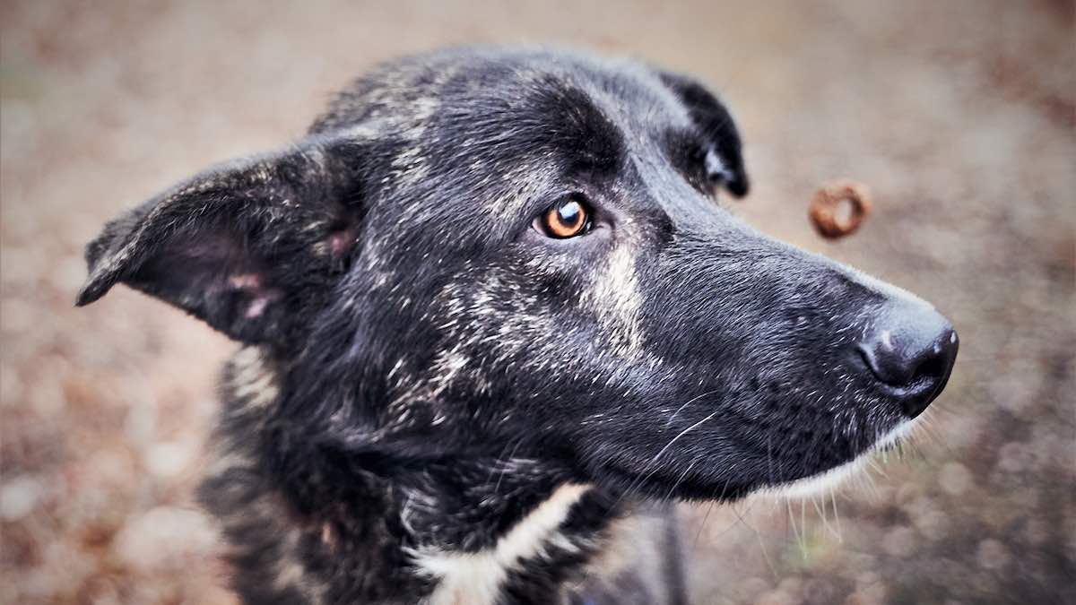 Leggere l'etichetta del cibo per cani