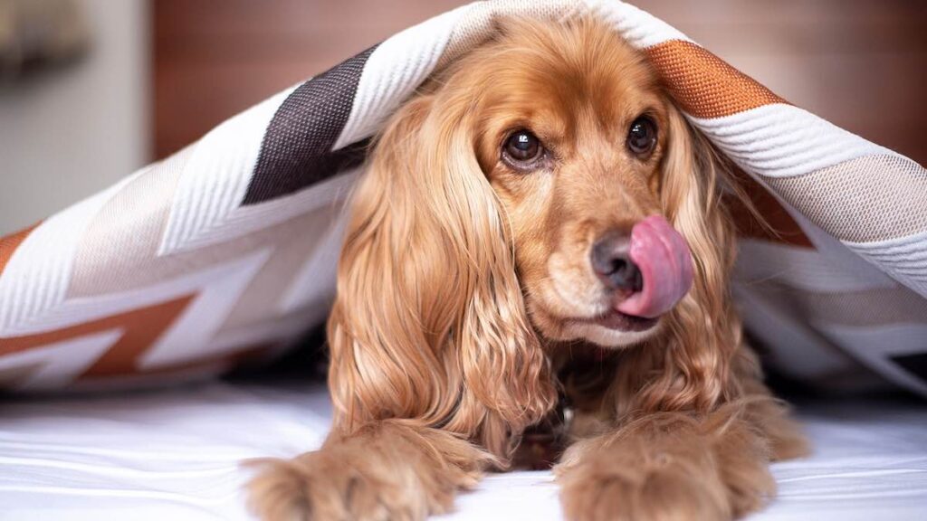 La febbre nel cane dopo il vaccino?