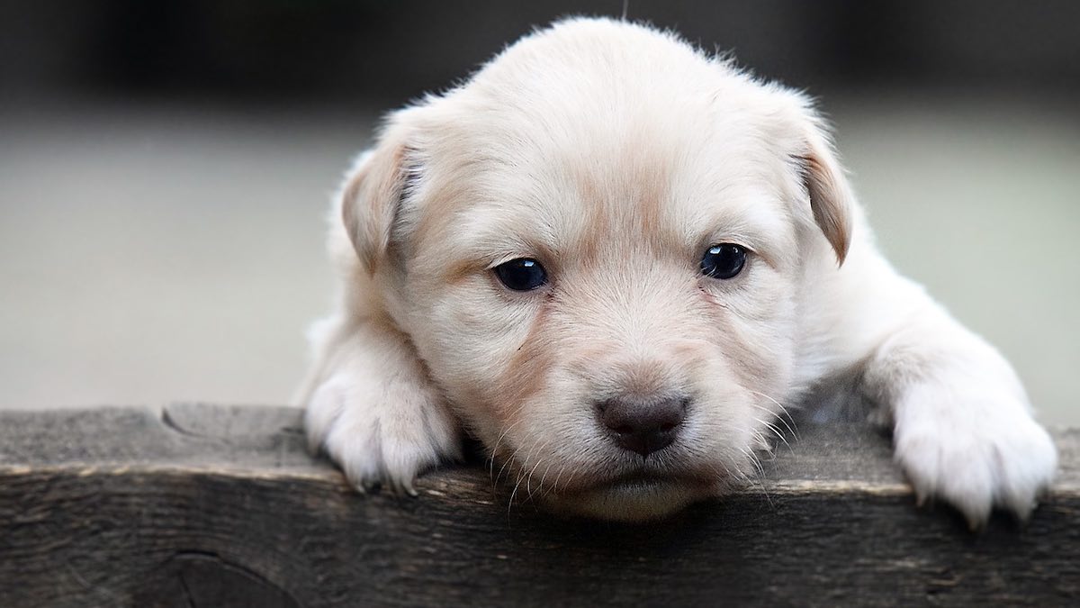 Le cause della ferita nella zampa del cane