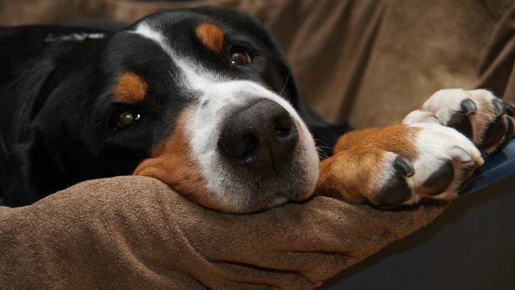 Le cure per le ferite alle zampe del cane