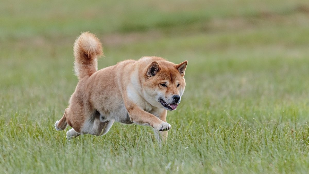 Come gestire un cane in sovrappeso