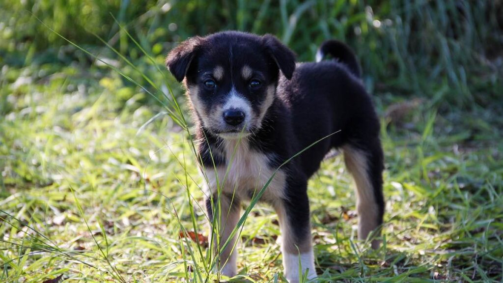 Come gestire al meglio lo stress nei cani