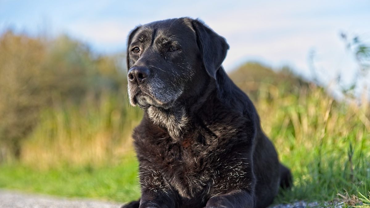 La gestione dei bisogni di salute dei cani anziani