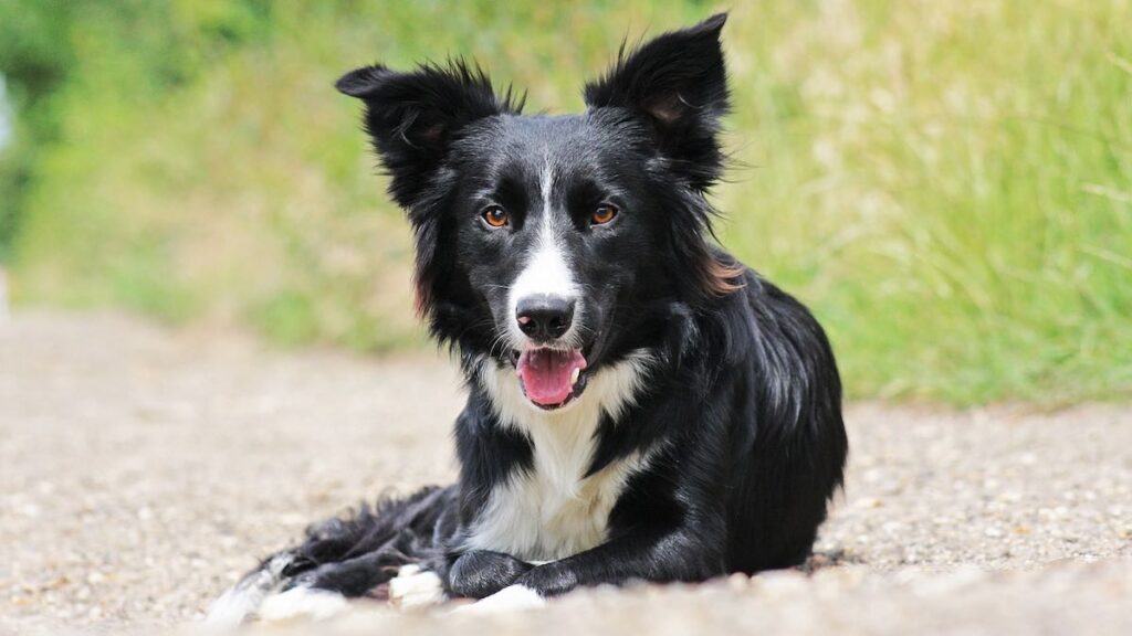 Come gestire il sovrappeso nel cane