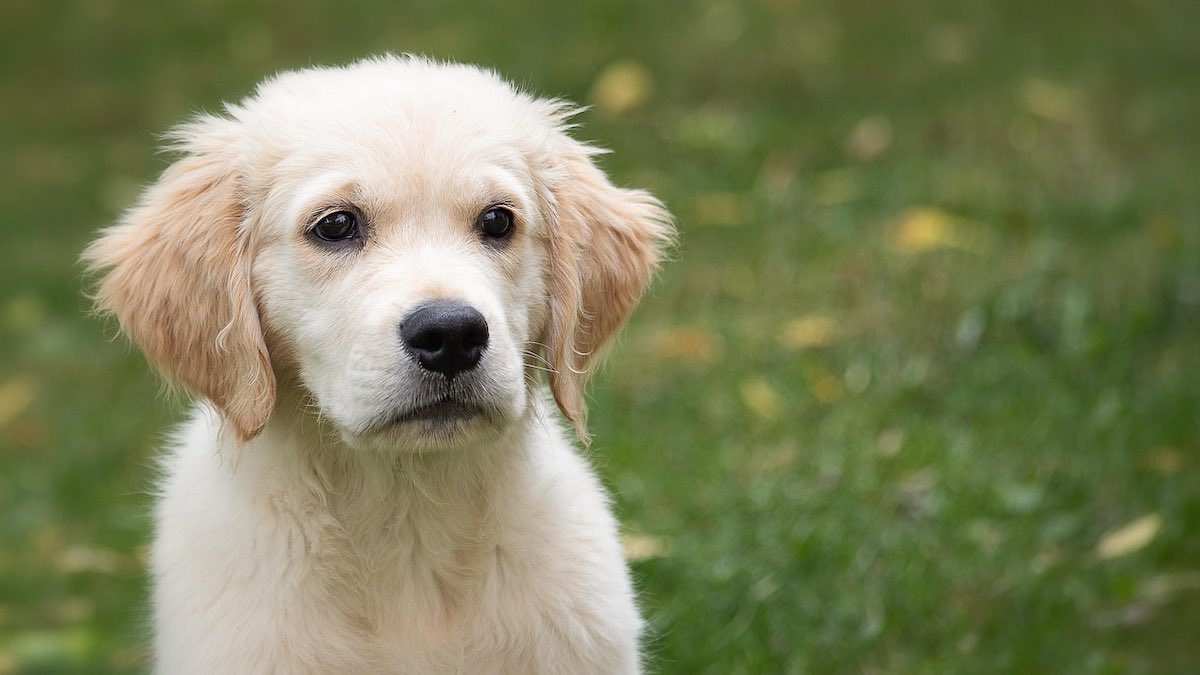 Il cane ha un gusto poco raffinato?