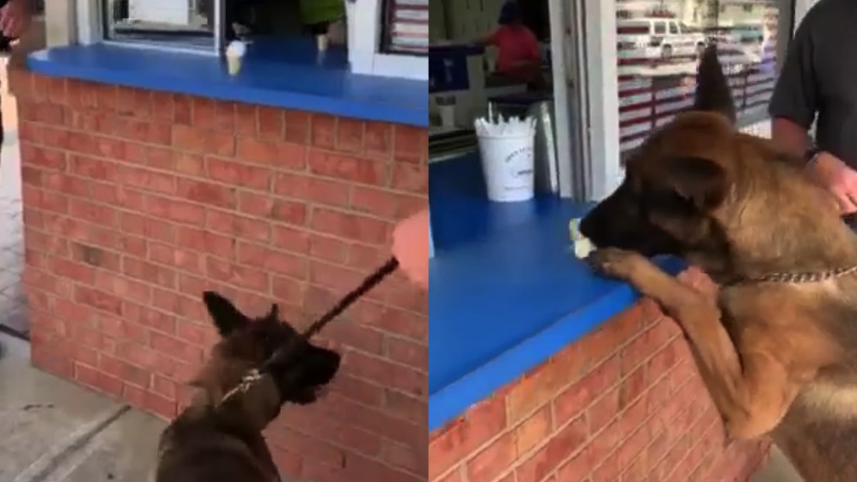 L'impassibile cane poliziotto davanti ad un gelato