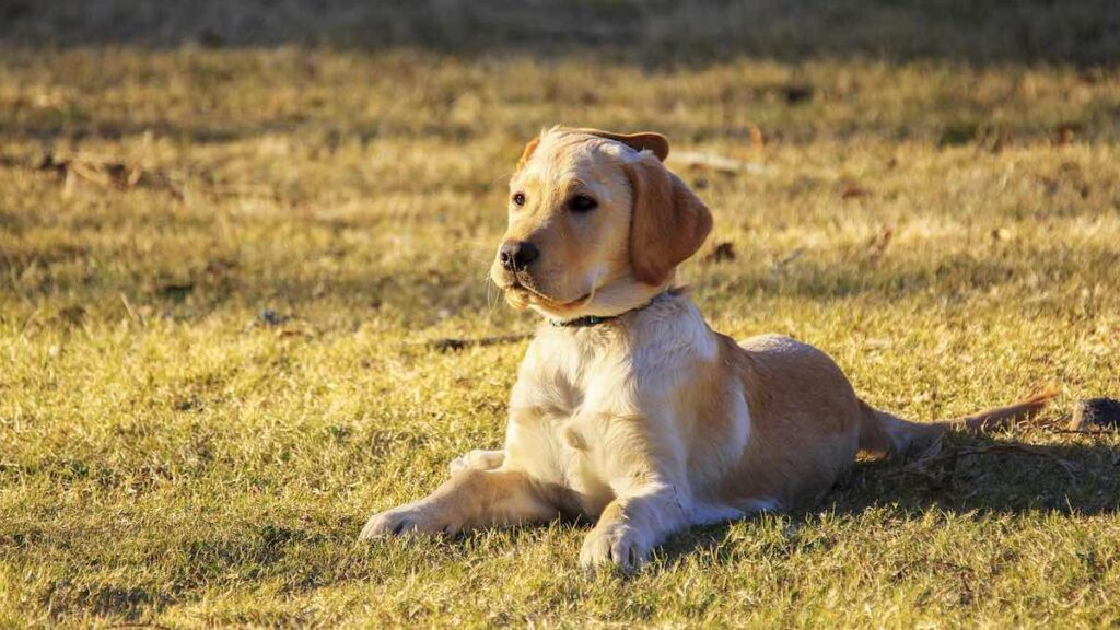 Le cause della leucocitosi nel cane