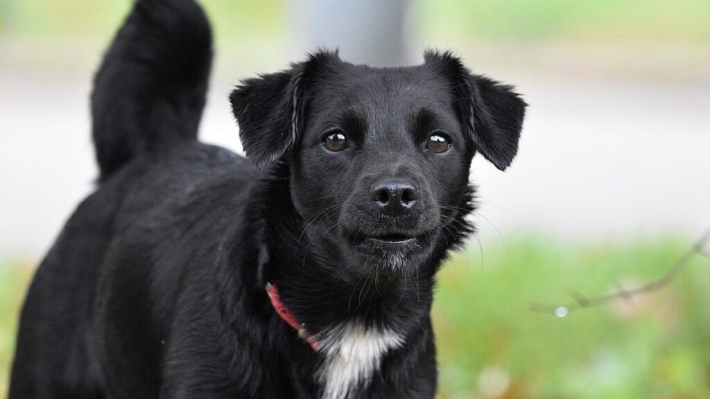 Comprendere il linguaggio del cane