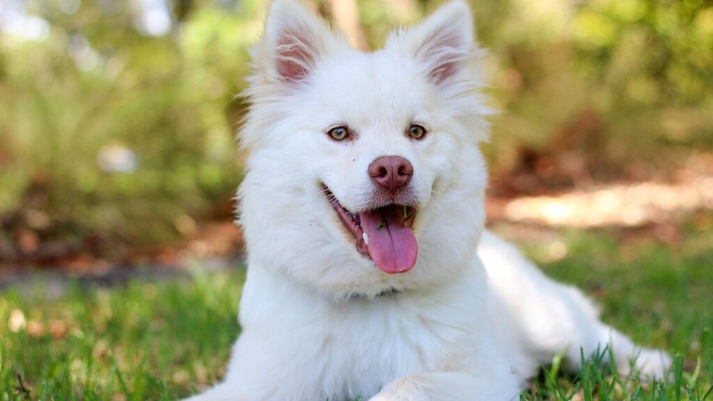 Le possibili cause delle macchie nere sulla lingua del cane