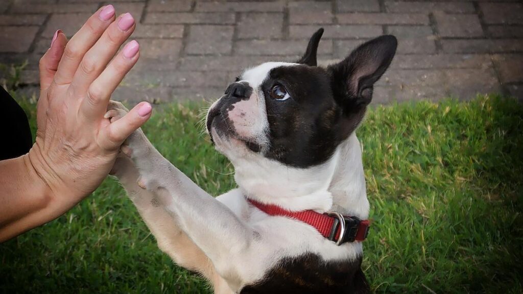 Una mano che tocca le zampe del cane