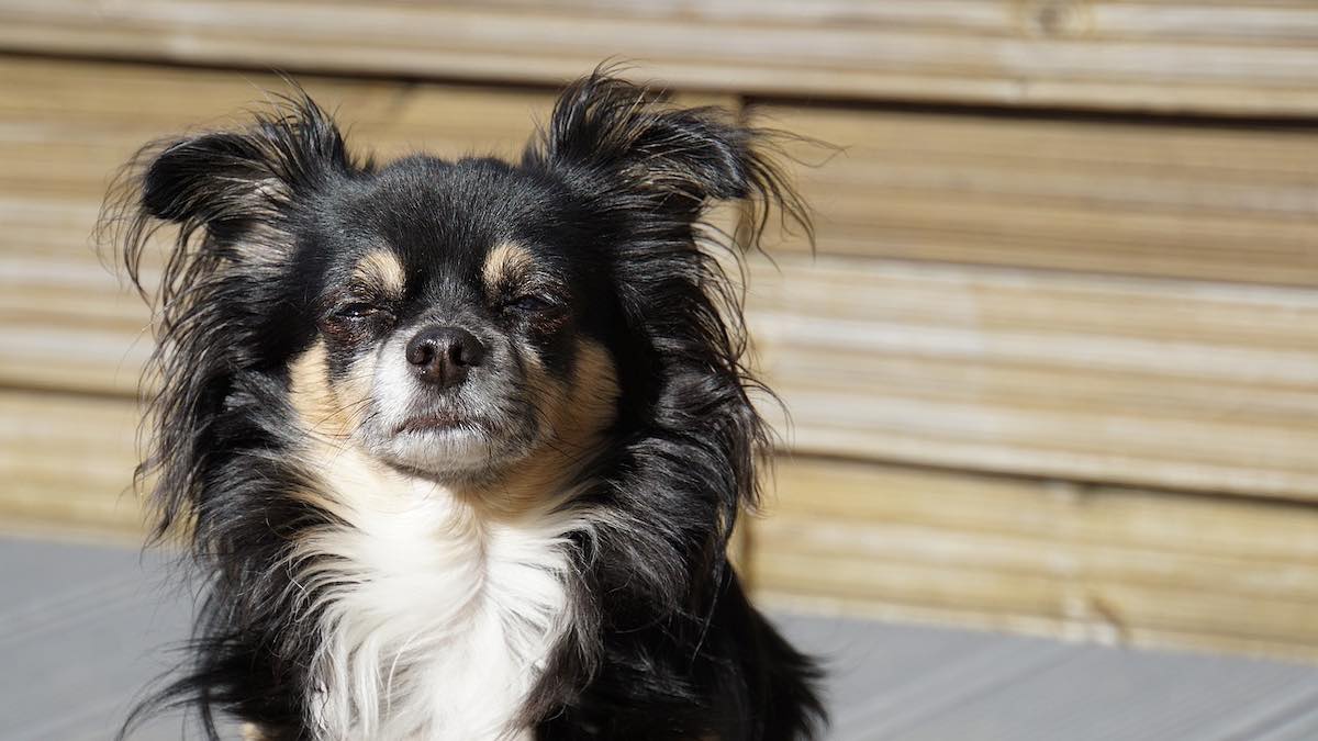 Come eliminare i nodi nel pelo del cane