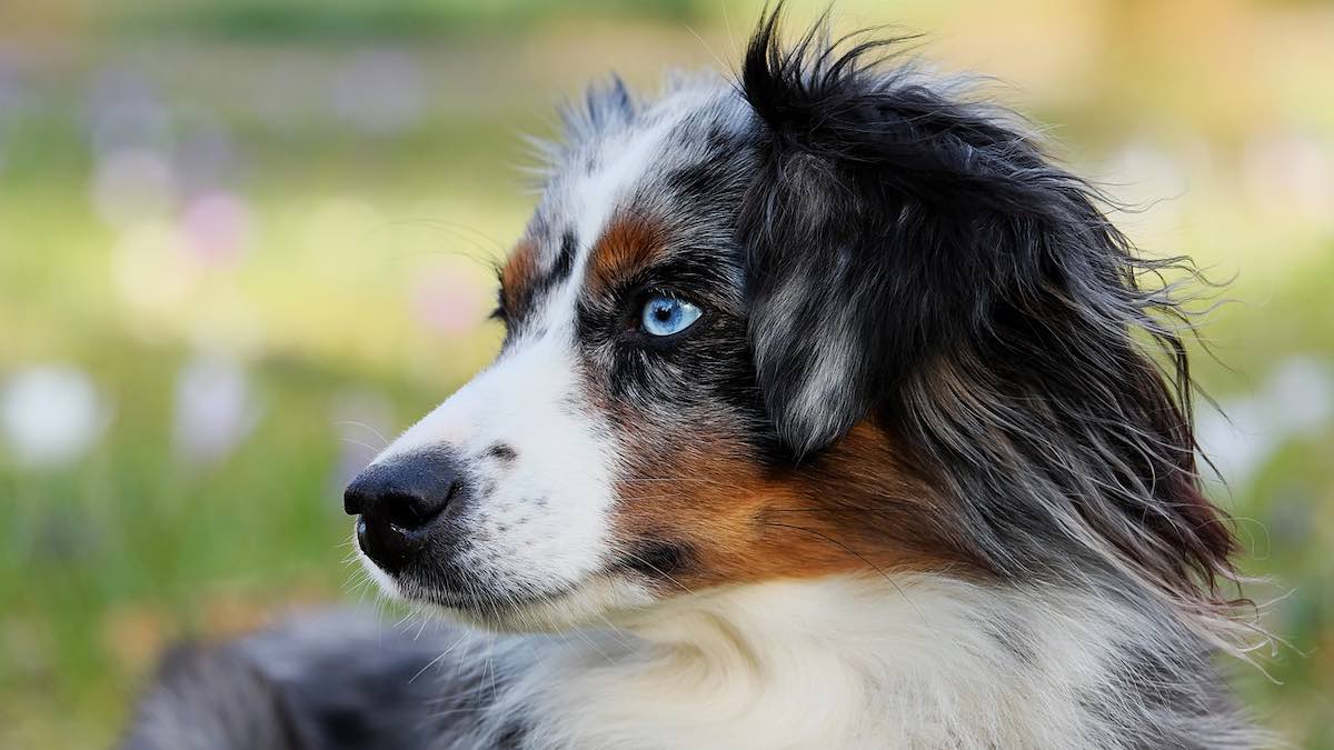 Gestire l'obesità nei cani