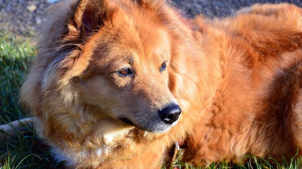 Le soluzioni per l'obesità nel cane