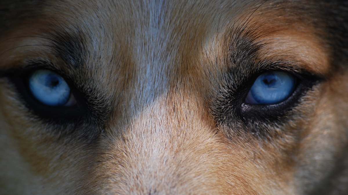 Gli occhi del cane luminosi al buio