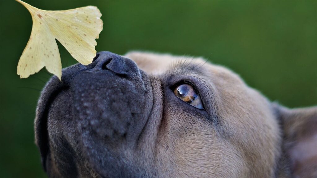 Il meccanismo dell'olfatto del cane