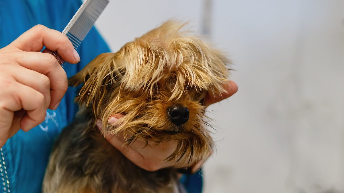 Mantenere il pelo del cane sano e splendente