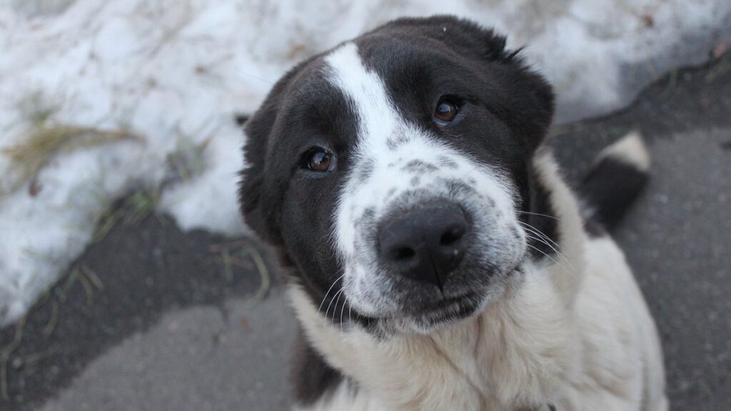 Come i cani percepiscono il tempo?