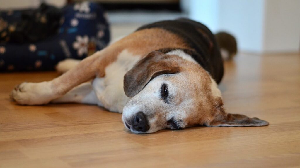 Perché si verifica la perdita di pelo a chiazze nel cane