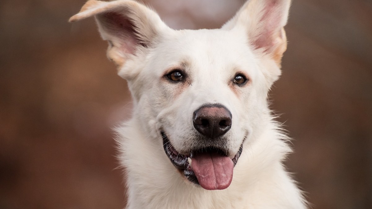 Le cause dei puntini neri sulla lingua del cane