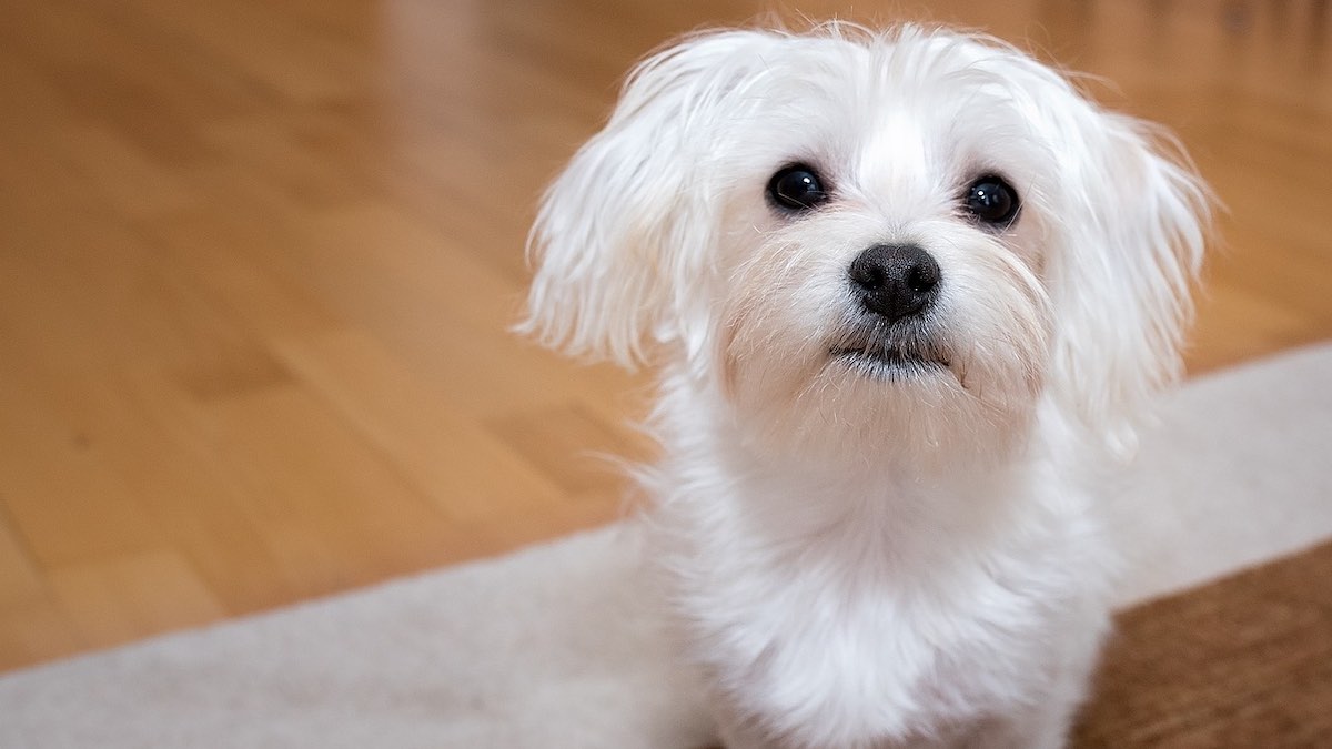 Le razze di cani che possono vivere in appartamento