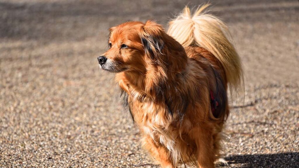 Come riconoscere l'alopecia nel cane