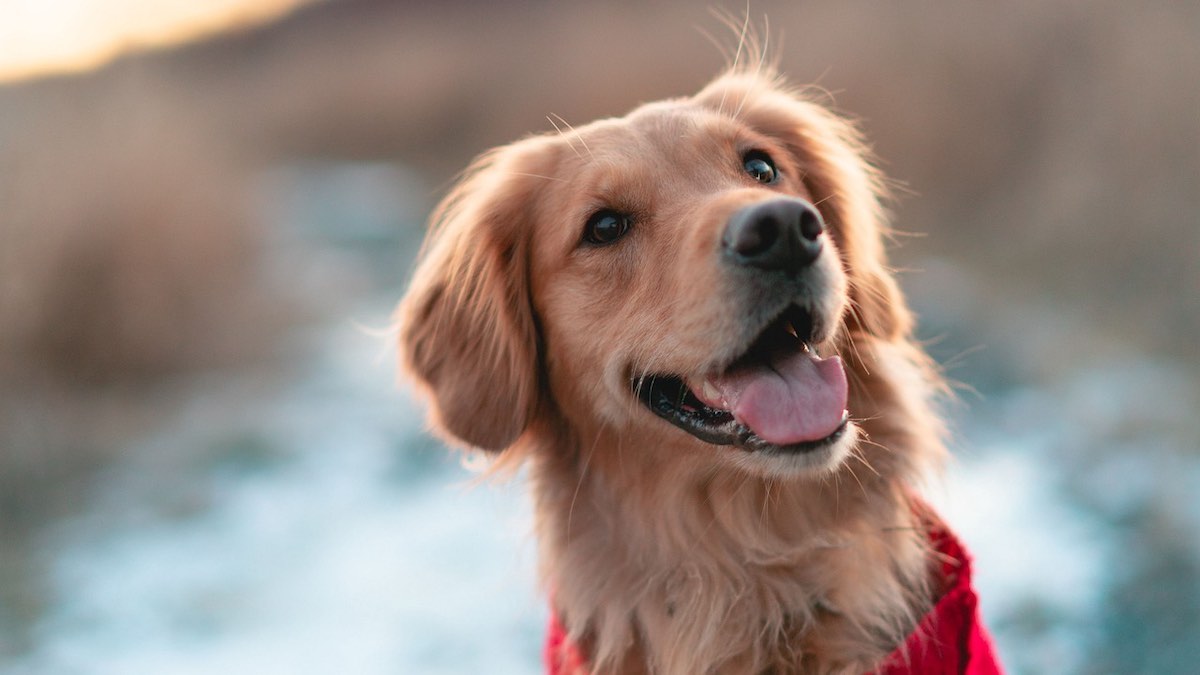 La gestione dei problemi di salute mentale del cane