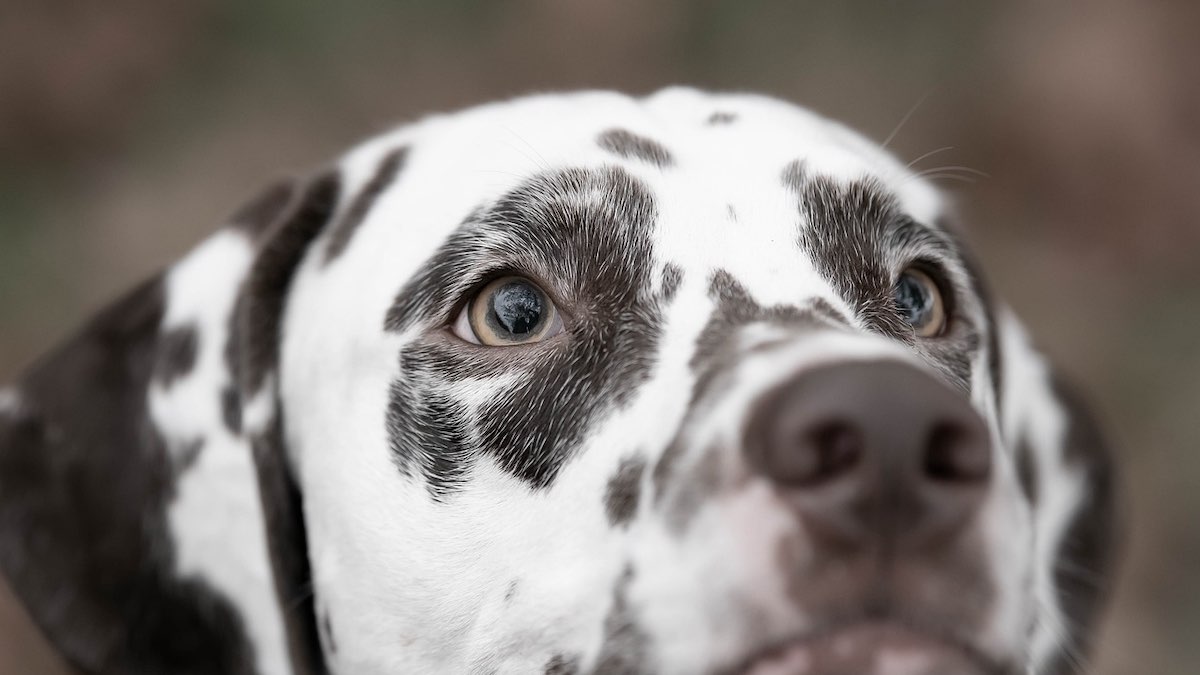 Come scegliere gli alimenti per cani