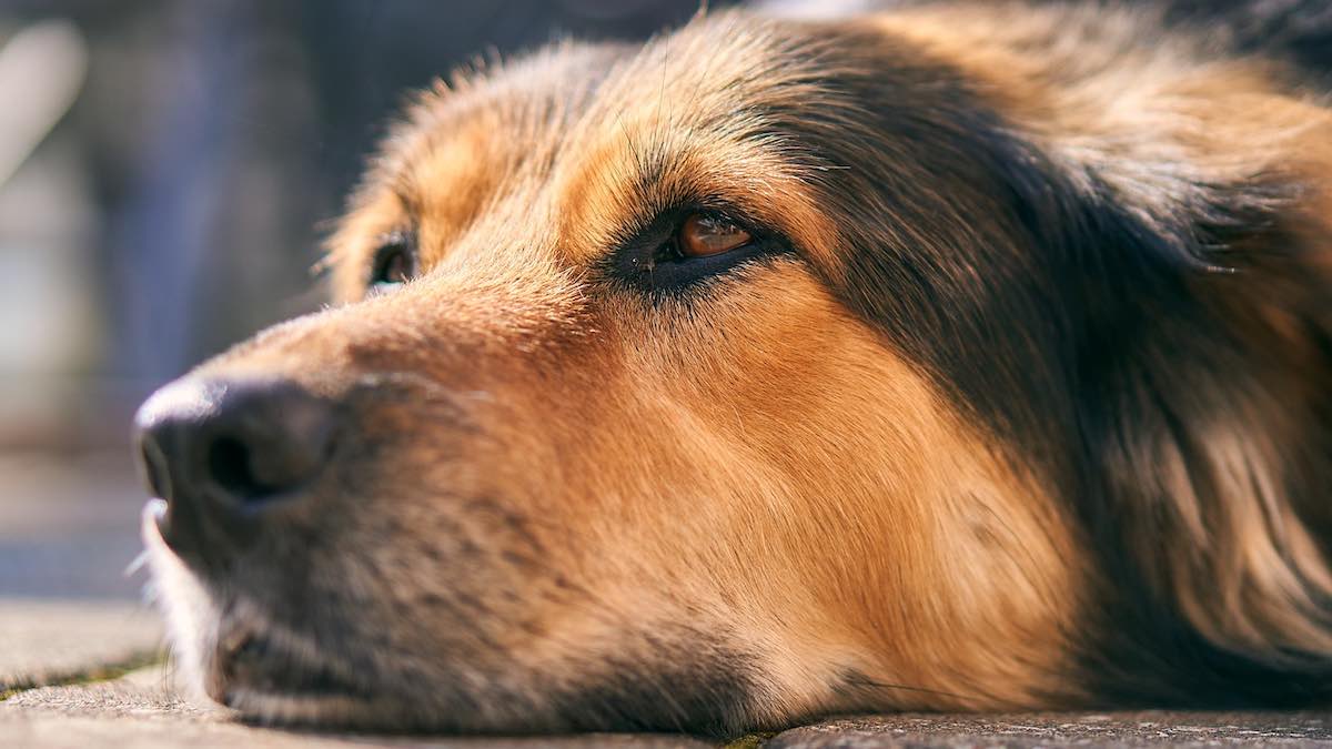 I segnali del cane stressato