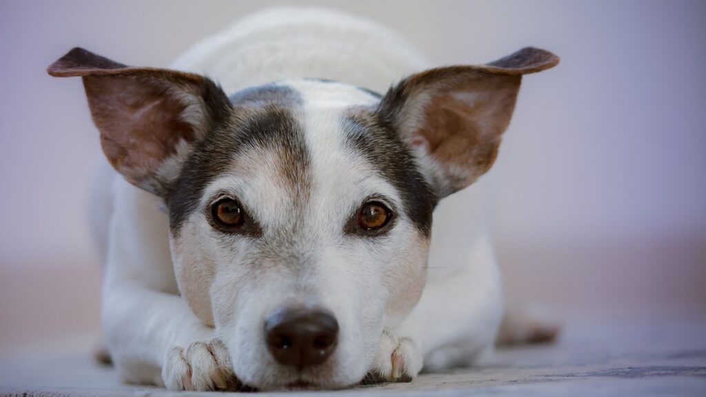 Il senso del gusto nel cane