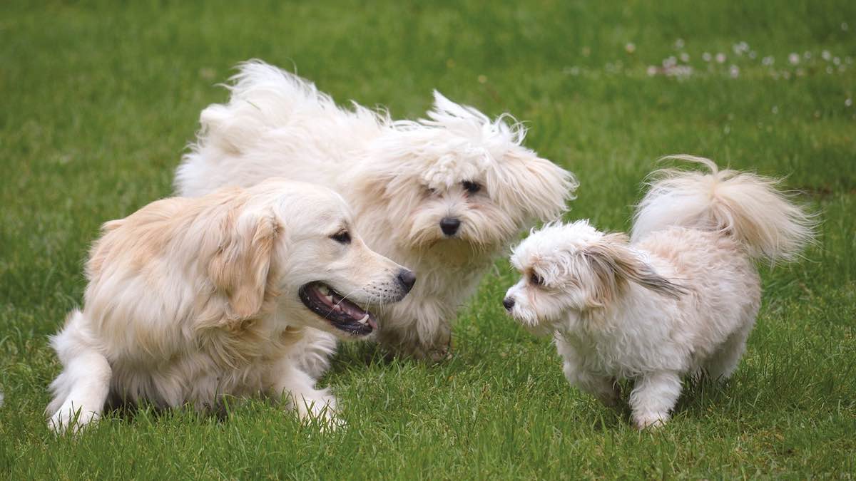 Come rendere possibile la socializzazione del cane