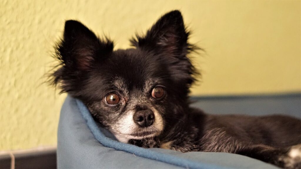 Come spettinare il pelo annodato del cane