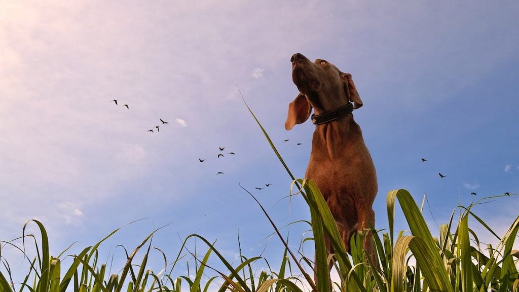 Come funziona il meccanismo del sudore nel cane