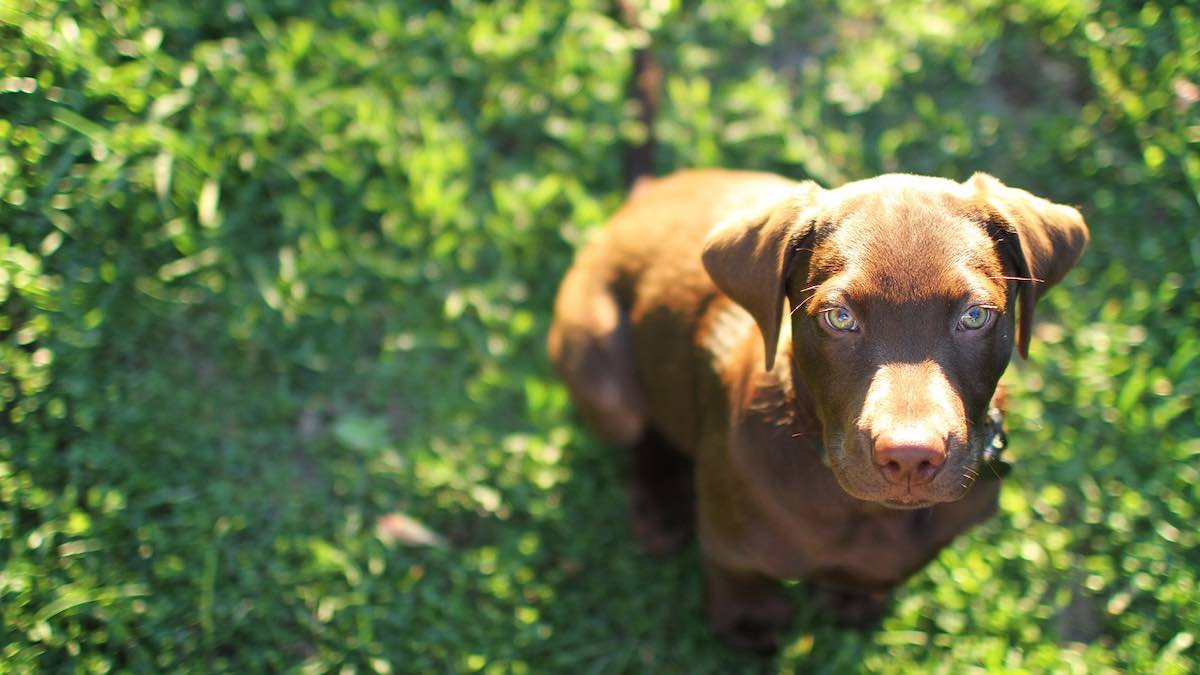 Come svuotare le ghiandole perianali nel cane