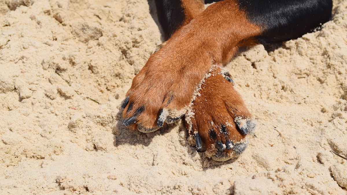 Perché non bisognerebbe toccare le zampe posteriori del cane