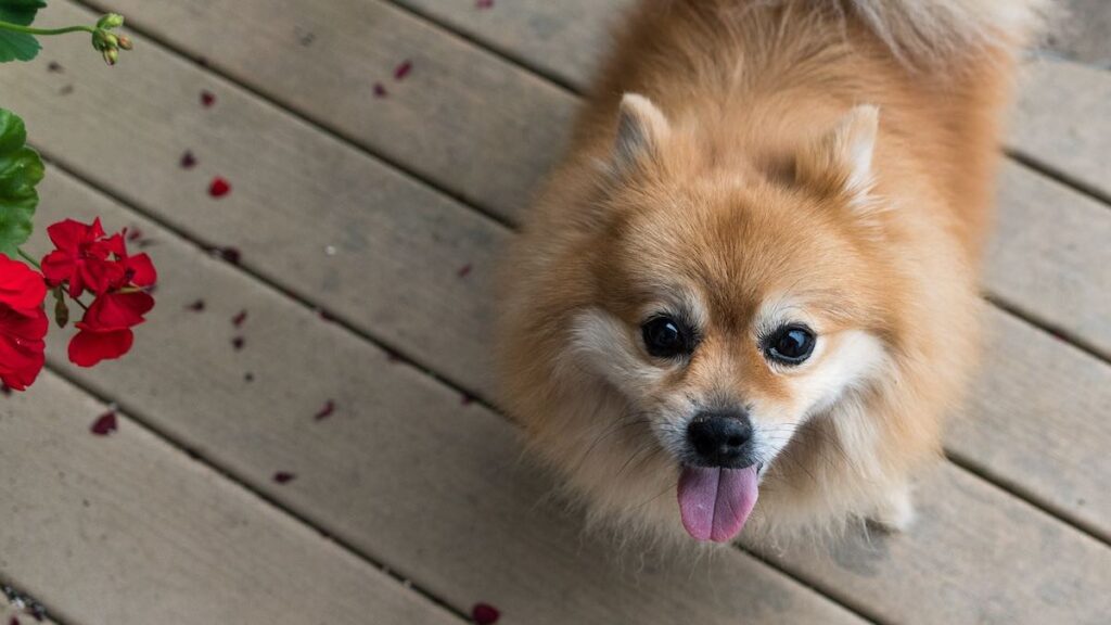 Come fare la toelettatura del cane