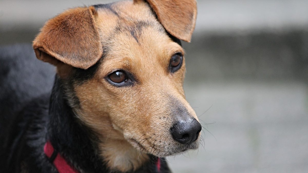 Le cause della zampa gonfia nel cane