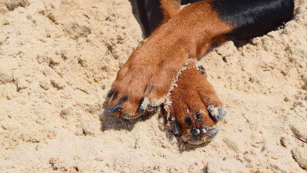 Perché il cane ha le zampe gonfie