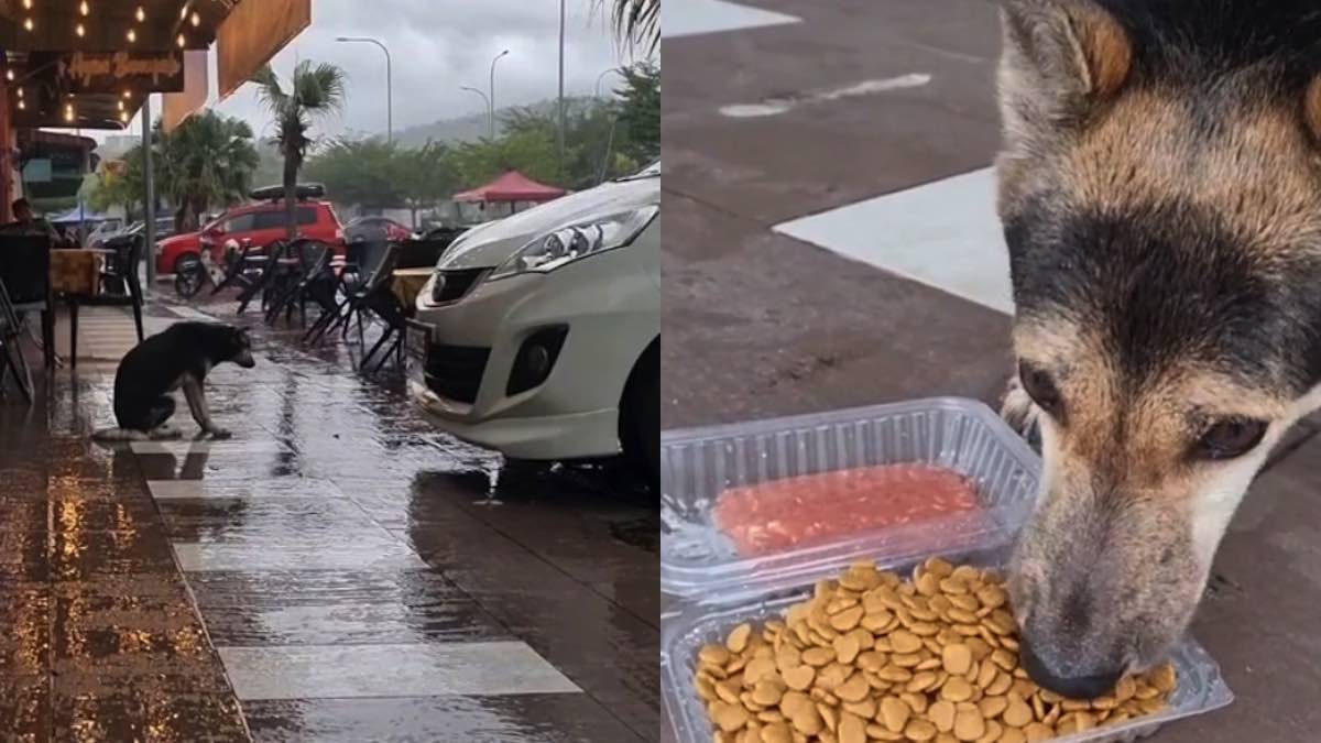 Bairava aspetta sotto la pioggia il ritorno della sua amica umana