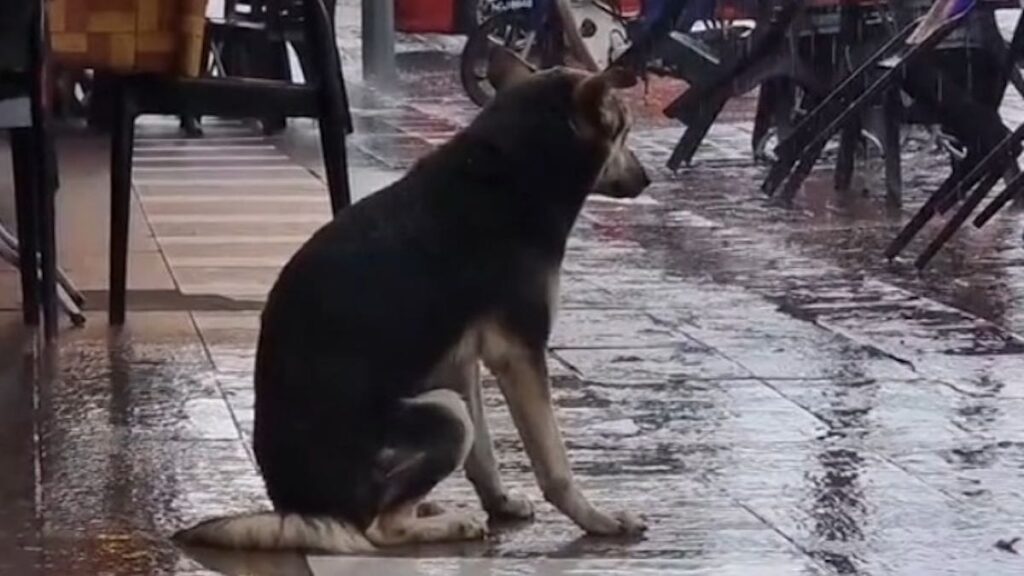 La cagnolina Bairava attende sotto la pioggia