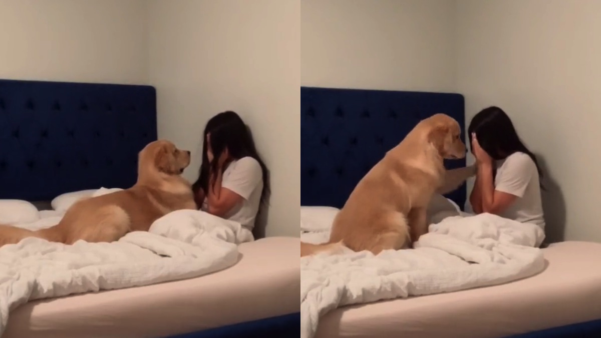 Il Golden Retriever che consola la sua amica umana