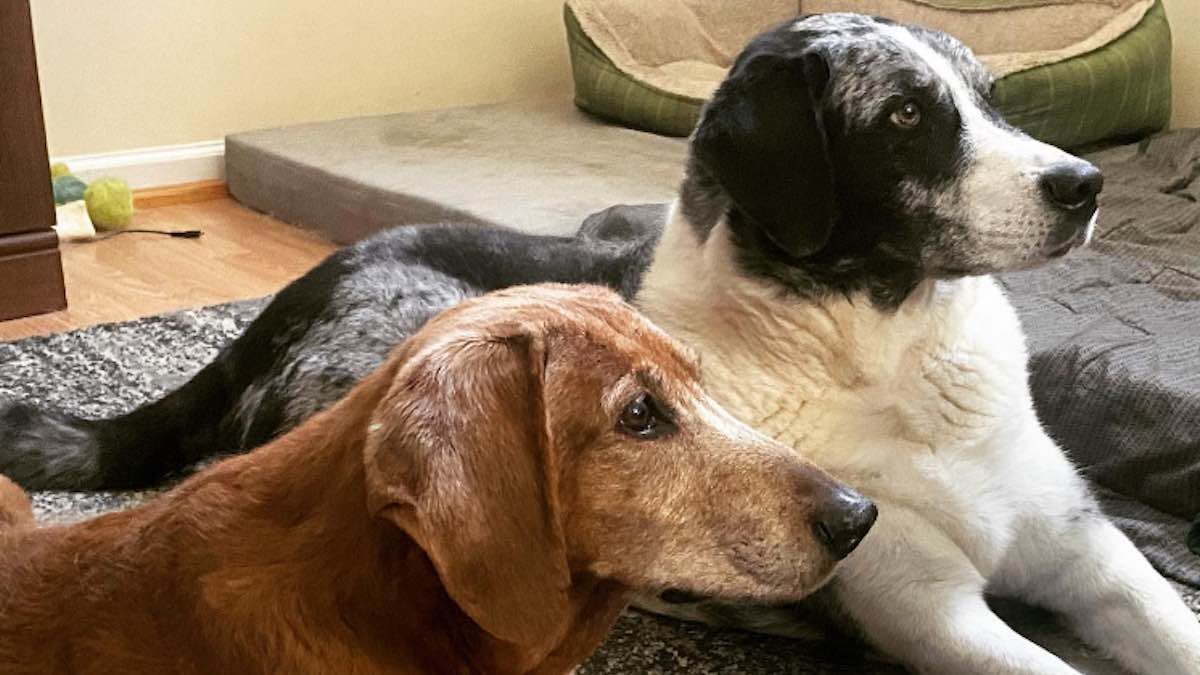 Le due cagnoline Sully e Lucy