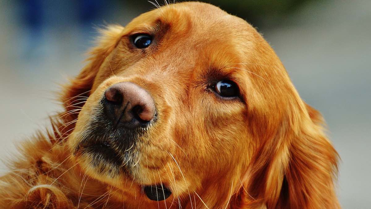 Il ruolo dell'acqua per la salute del cane