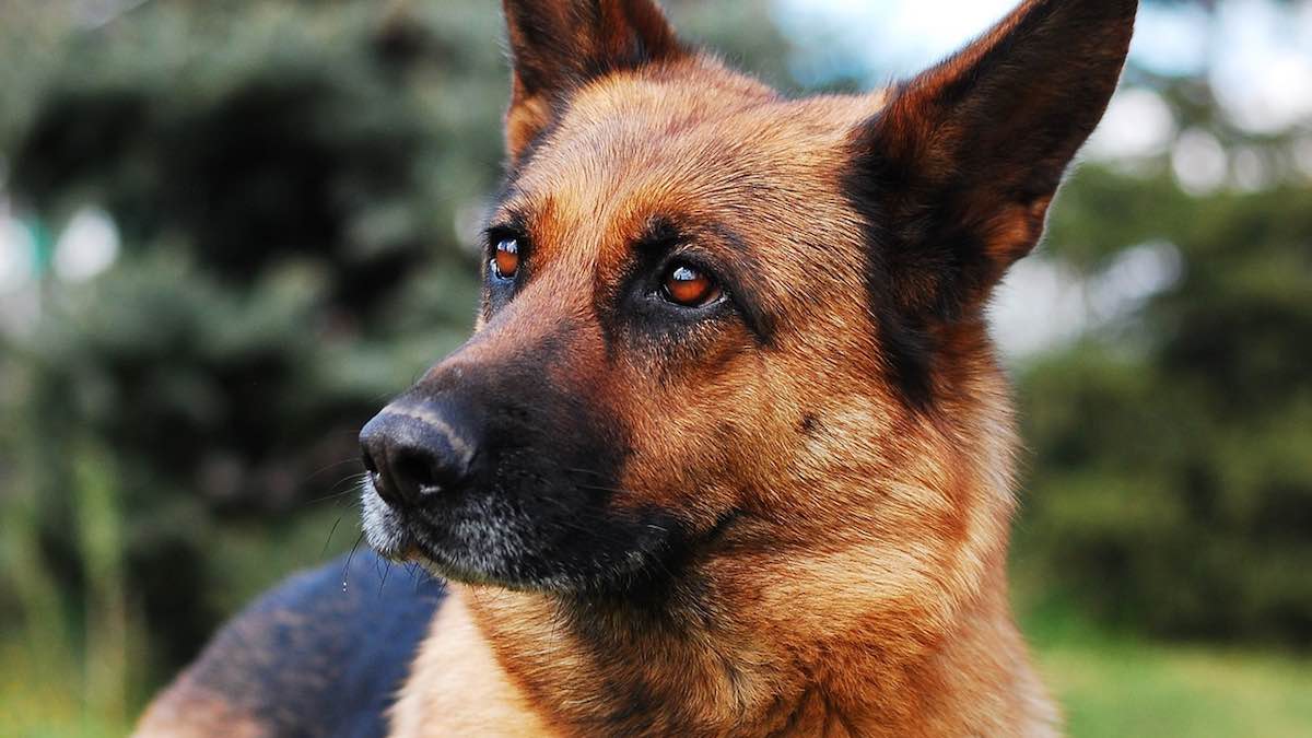 Gli alimenti pericolosi per i cani