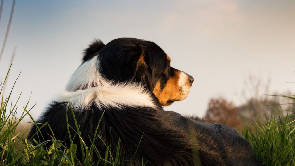 Un cane sotto i raggi del sole