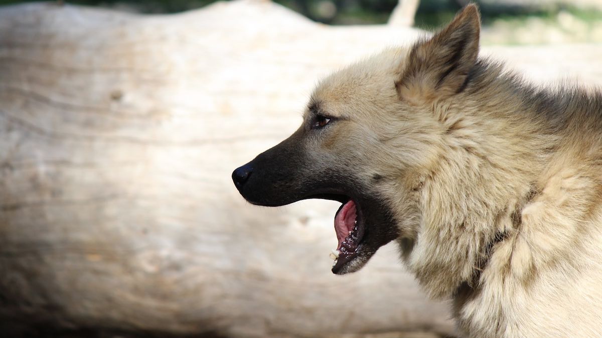 Perché il cane abbaia tanto