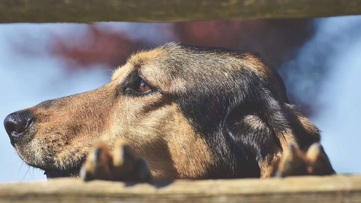 Il cane capisce i complimenti?