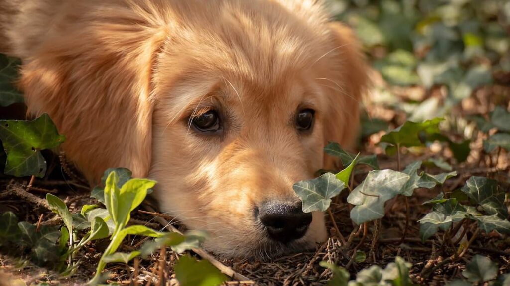 Cane che sospira: le cause