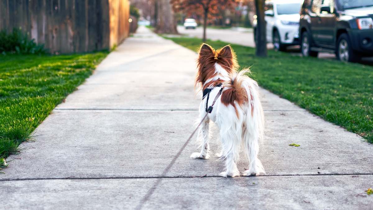 Il cane tira al guinzaglio: cosa fare