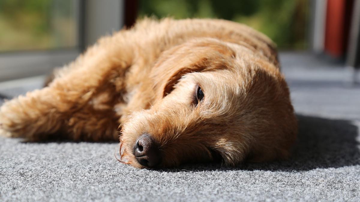 Perché ai cani piace dormire al sole